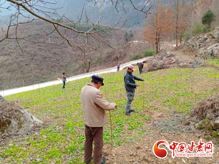 【甘肅全民戰(zhàn)“疫”】戰(zhàn)“疫”中，隴南稻坪的春天