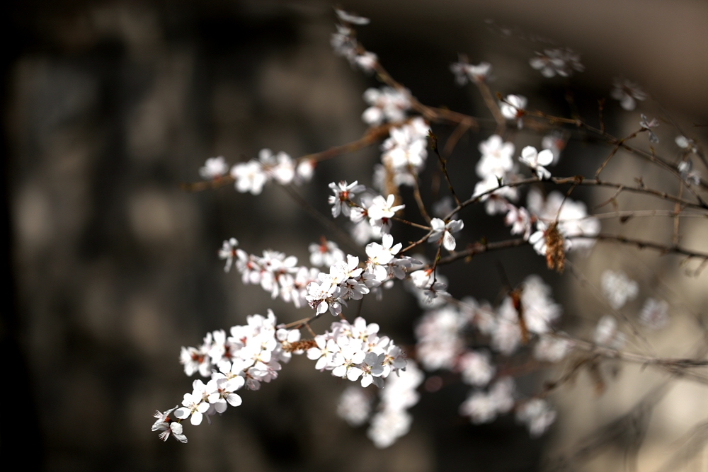 海報(bào)|花開(kāi)隴原，甘肅這些景區(qū)正在復(fù)蘇！