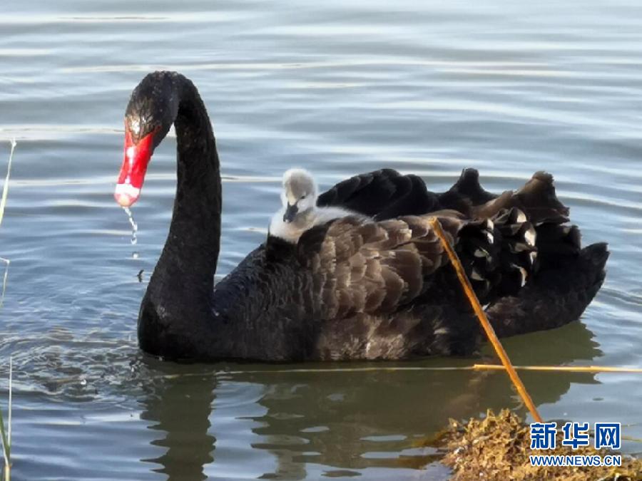 萌化了！黑天鵝寶寶出窩“游湖”