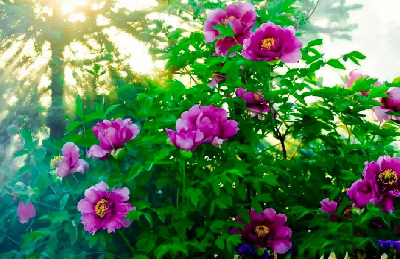 【“甘味”故事】“百花王”駕到！國色傾城正當(dāng)時