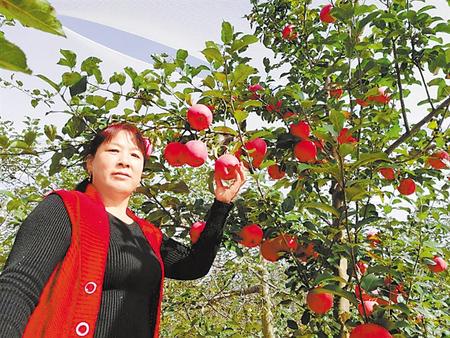 【走向我們的小康生活】馮巧葉，“大家一起過(guò)好日子”