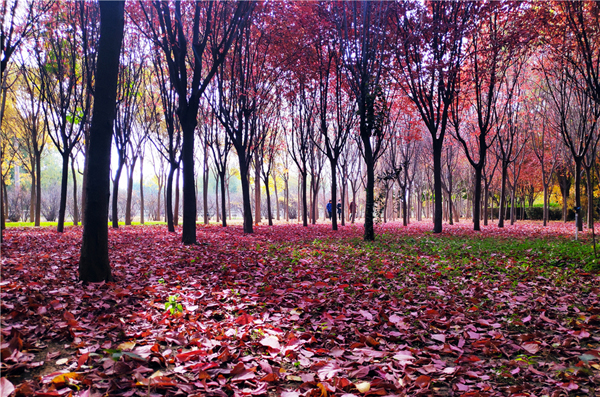 【“醉”美深秋 】深秋，請到蘭州這片紅葉林里走走