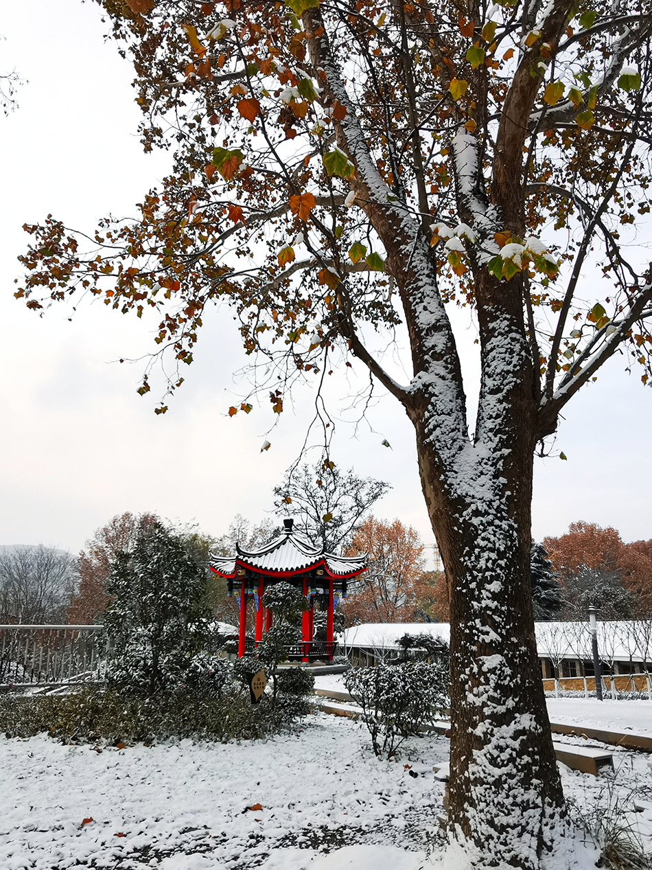 高清大圖|天水弘文園初雪，你喜歡嗎？