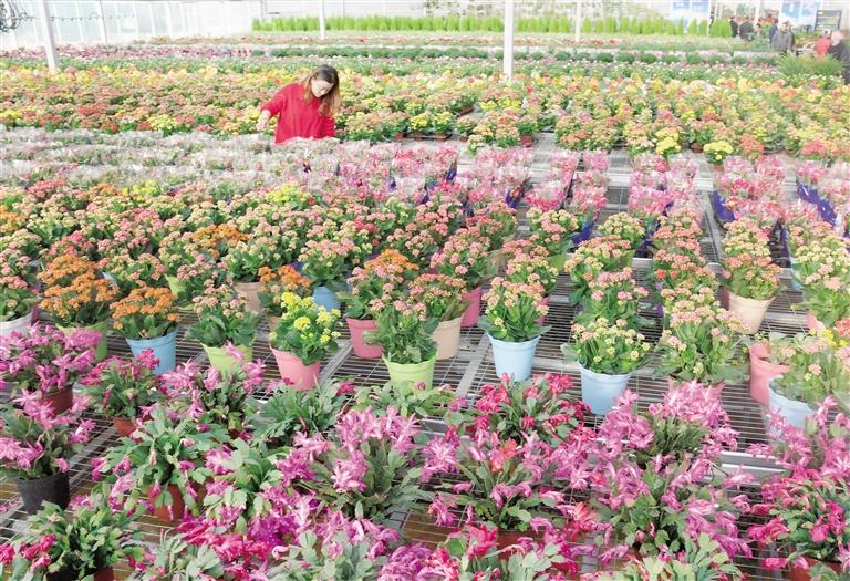 臨夏縣20多萬株水仙花、杜鵑、蝴蝶蘭等60多種花卉競相綻放