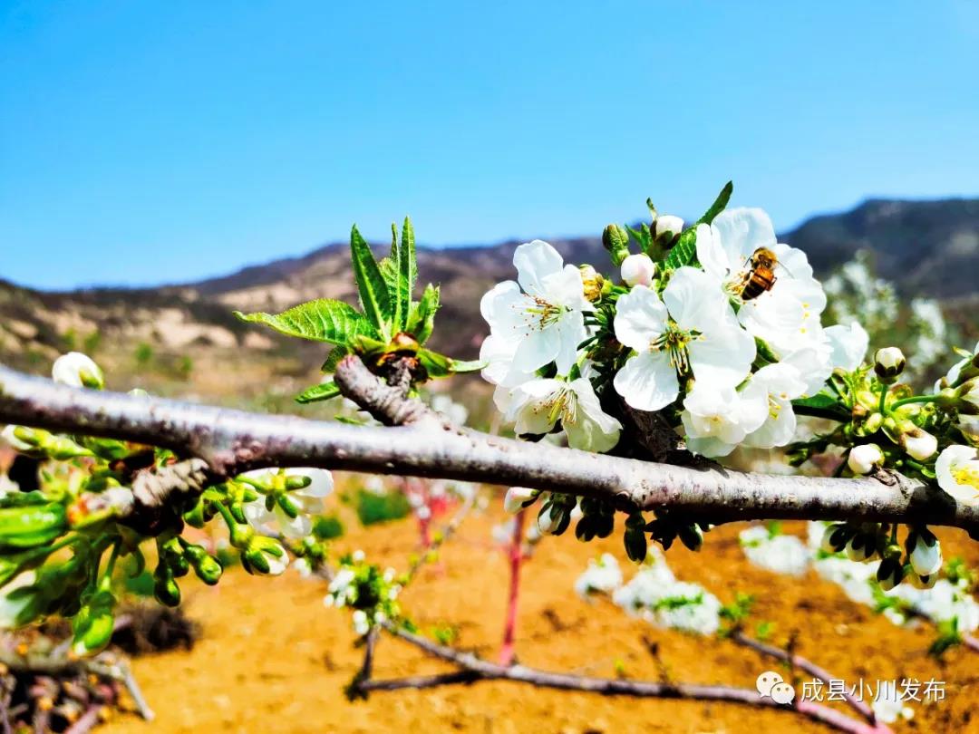 櫻花盛開(kāi)，小川西狹等您來(lái)踏青、賞花！