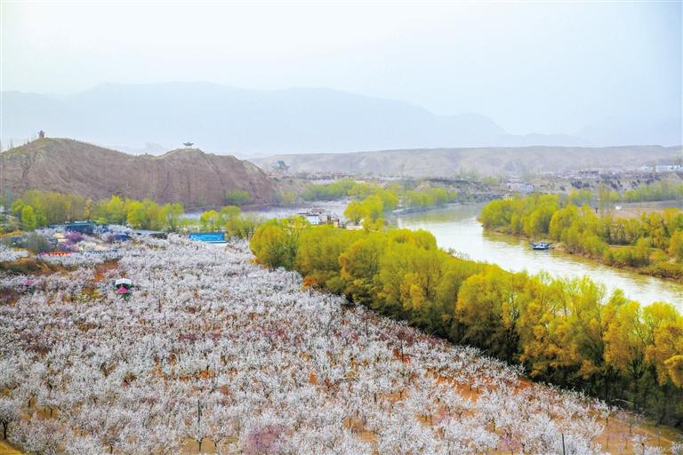 甘肅旅游丨唐汪杏花開 楚楚等君來(lái) 在這里賞花看丹霞，美哉！