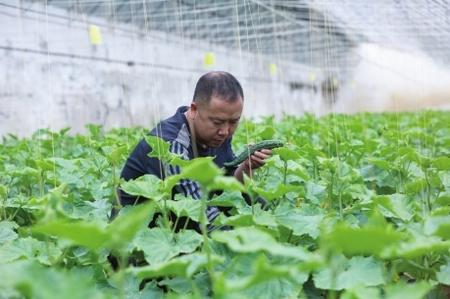 “栽種的是菜苗，收獲的是希望！”——隴南兩當縣豆坪村蔬菜種植見聞