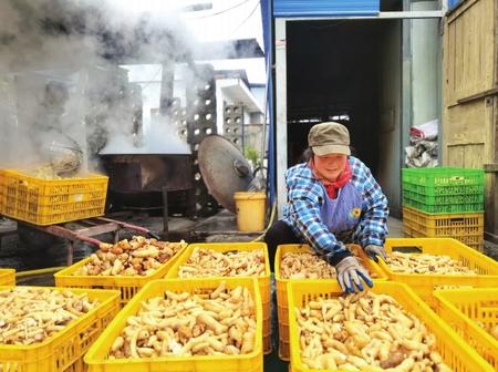 村民在康縣陽壩鎮(zhèn)陽壩村天麻種植大戶胡國強家加工天麻。