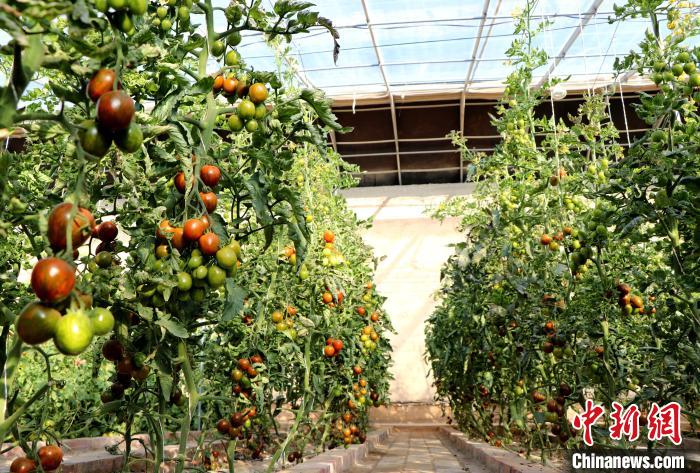 12月14日，甘肅省武威市民勤縣紅旗谷現(xiàn)代農(nóng)業(yè)產(chǎn)業(yè)園，溫棚內(nèi)“水果西紅柿”長(zhǎng)勢(shì)良好?！●R愛(ài)彬 攝