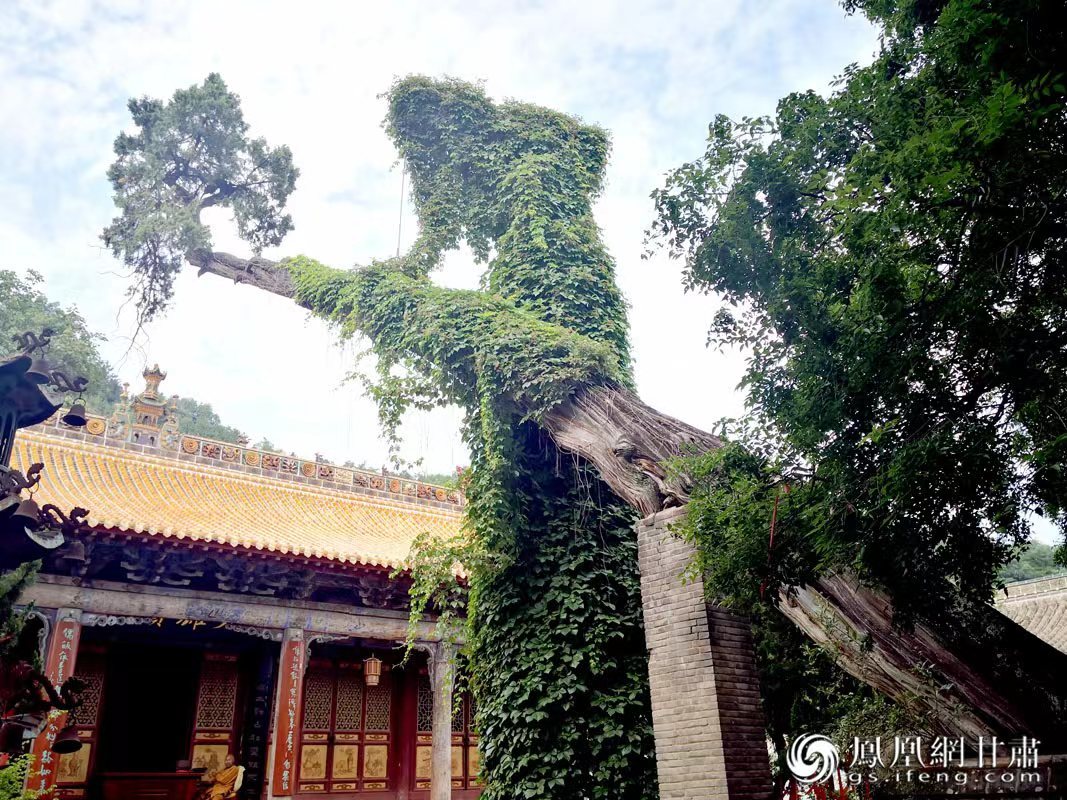 “山頭南郭寺，水號(hào)北流泉。老樹空庭得，清渠一邑傳?！倍鸥υ娭械摹袄蠘洹?，指的就是這株春秋古柏，為南郭寺的“鎮(zhèn)寺之寶”。胡江 攝