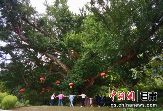 隴南徽縣境內(nèi)最古老的銀杏樹。當(dāng)?shù)貍髡f(shuō)，它已有千年樹齡。（資料圖）殷春永 攝