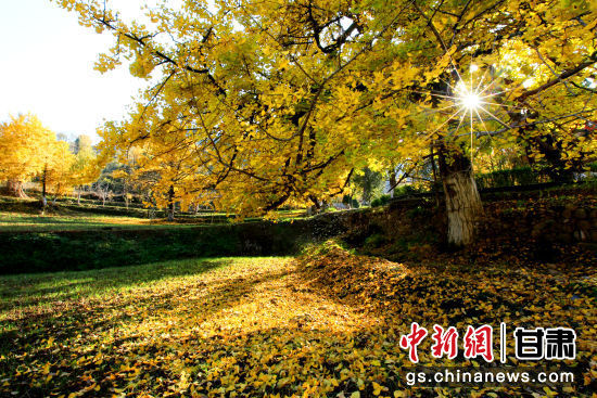 隴南徽縣銀杏樹最美的時(shí)候，當(dāng)屬每年的10月至11月。圖為樹葉已染黃的銀杏樹。張承榮 攝