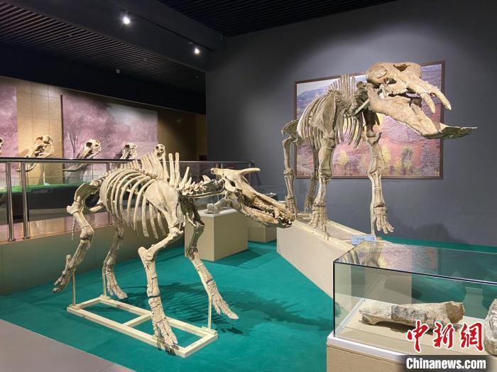 圖為5月底，和政縣古動物化石博物館內(nèi)修復(fù)后的古生物化石?！「哒?攝