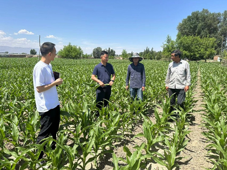 臨澤縣蓼泉鎮(zhèn)紀(jì)委工作人員深入田間地頭，現(xiàn)場了解玉米制種長勢和產(chǎn)業(yè)發(fā)展情況。.jpg