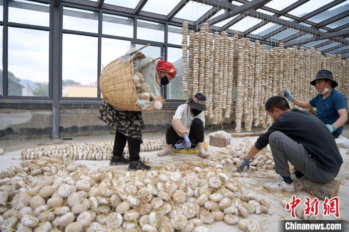 5月10日，甘肅省甘南藏族自治州迭部縣一青稞酒廠，工作人員用青稞面和青稞草等制成的曲坯用繩子串起來，方便掛起來曬干。九美旦增　攝