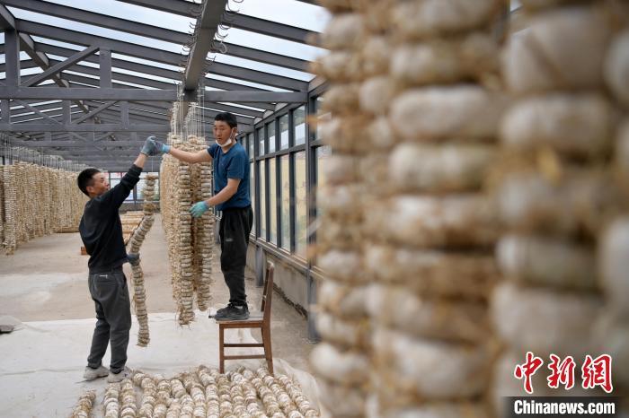 圖為5月10日，工作人員將用青稞面和青稞草等制成的曲坯用繩子串起來晾曬。九美旦增　攝