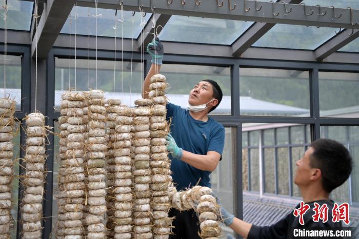 圖為5月10日，工作人員將用青稞面和青稞草等制成的曲坯用繩子串起來晾曬。九美旦增　攝