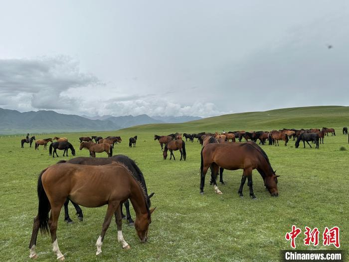 7月中旬，在山丹馬場草原上吃草的“山丹馬”。　戴文昌 攝